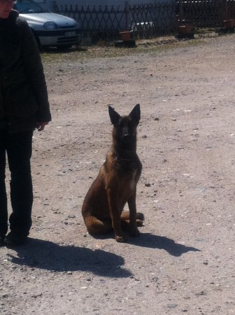 Toujours en eveil gus en protection de sa maitresse